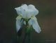 White iris after the rain.